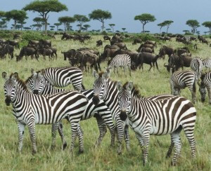 FROM-AFRICA-KENYA-FOREST-ZEBRAS-ANIMALS