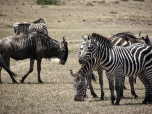 zebres afriques