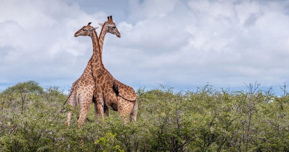 Quand partir en Namibie