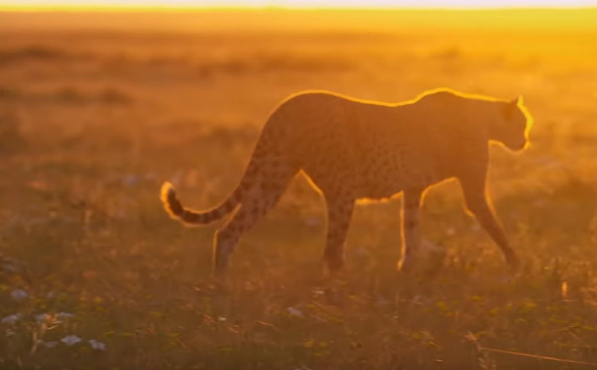 Parc national du Serengeti (Tanzanie)