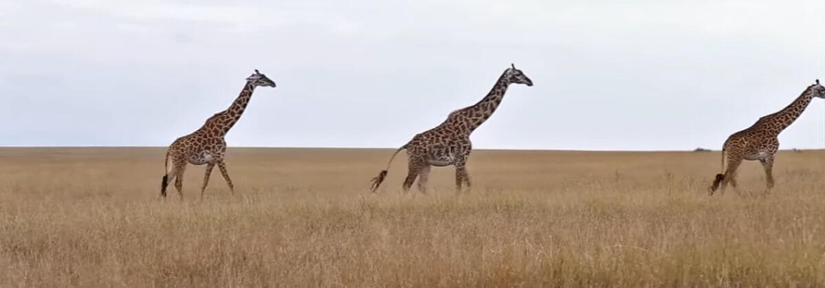 Parc national du Serengeti (Tanzanie)