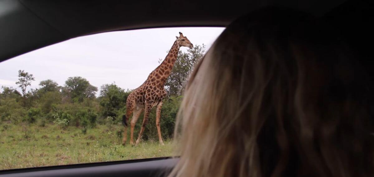 les réserves du Kruger