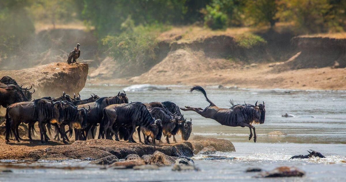 Le Serengeti