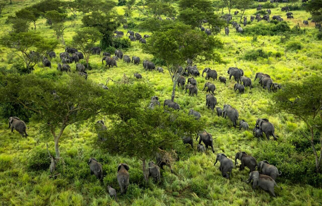 parc national des Virunga en République démocratique