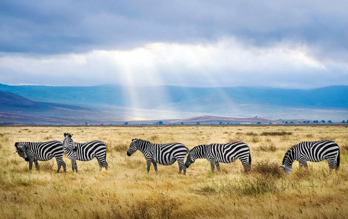 zèbres Tanzanie