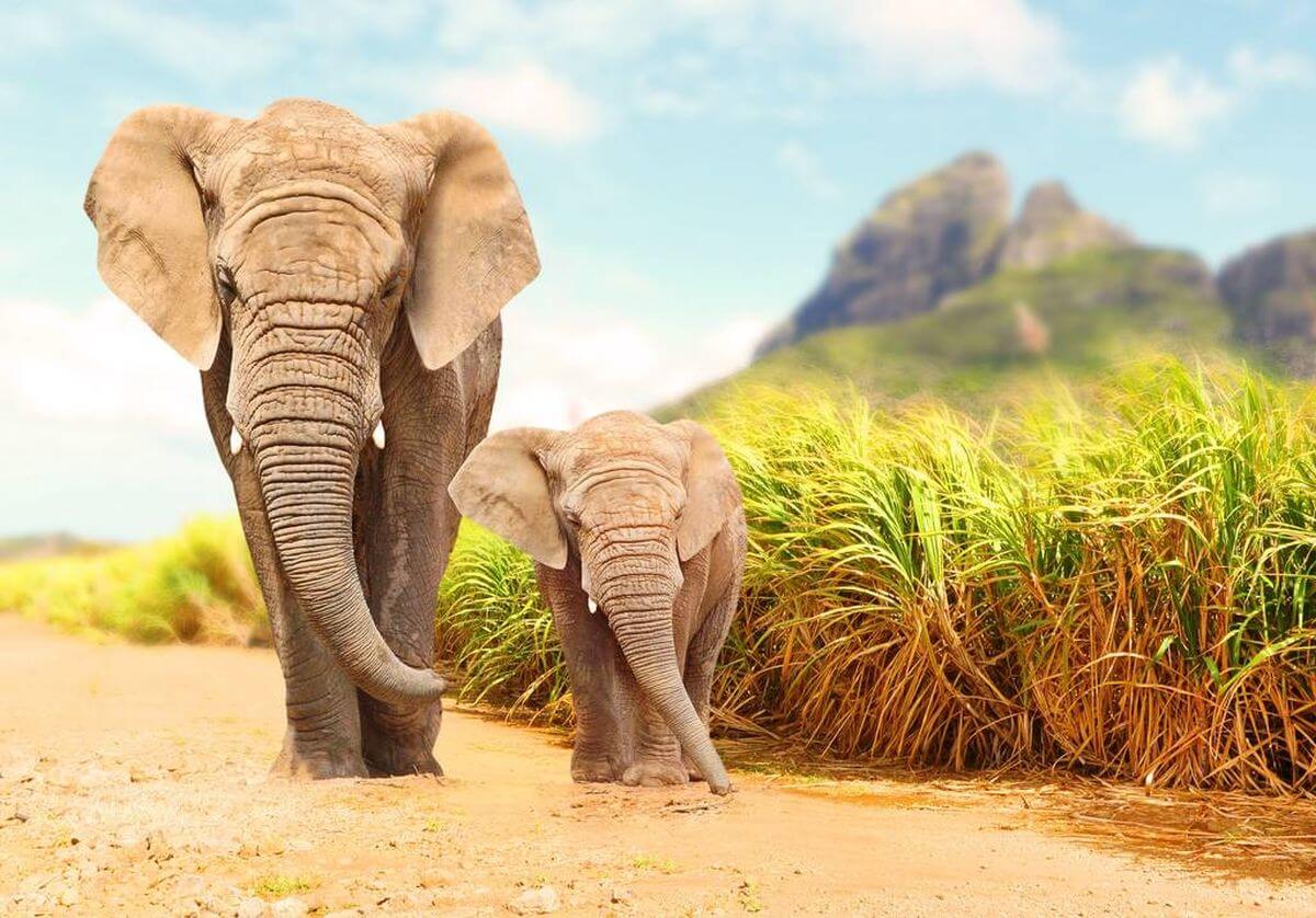 voyage en Afrique